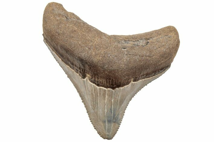 Serrated, 2.21" Juvenile Megalodon Tooth - South Carolina